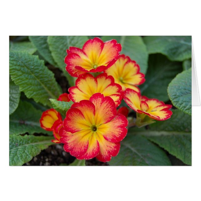 rainflower (Front Horizontal)