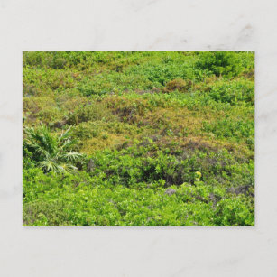Rainforest Background Postcard