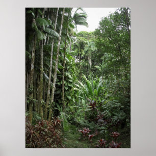 RAINFOREST BIG ISLAND POSTER