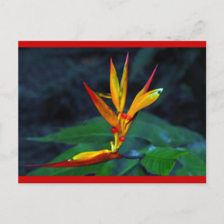 Rainforest Bloom Holiday Postcard