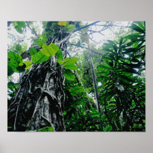 Rainforest in Paradise Print
