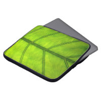 Rainforest Leaf