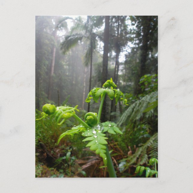 Rainforest Leaves with Dew Droplets Postcard (Front)