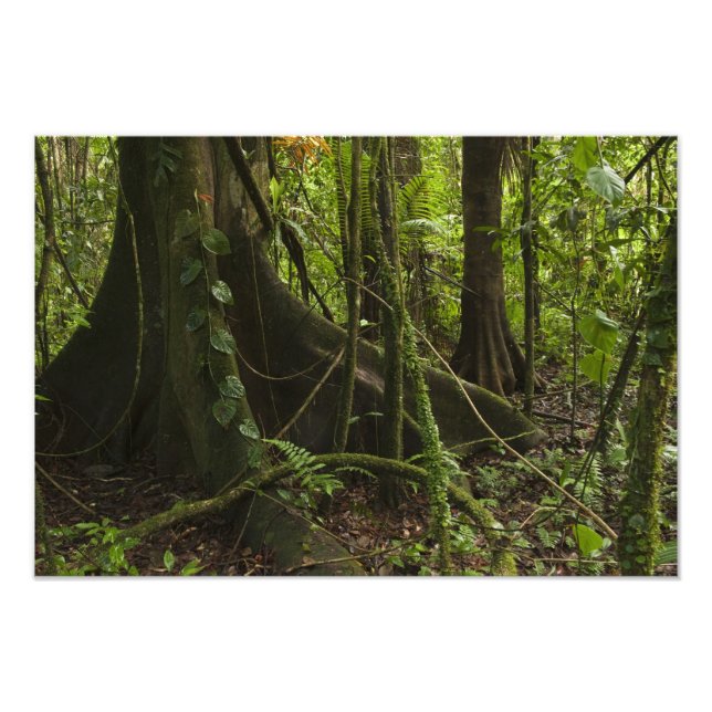 Rainforest, Mapari River North Rupununi, Photo Print (Front)