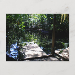 Rainforest Postcard
