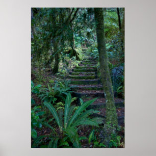 Rainforest Poster