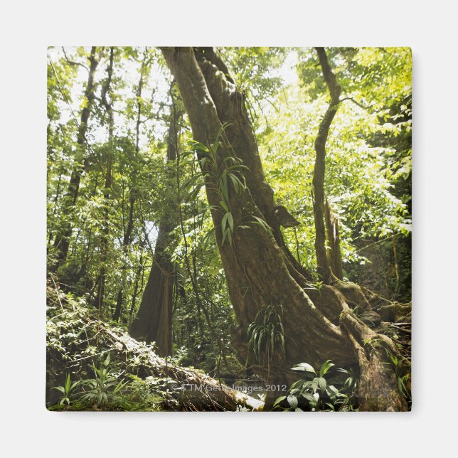 rainforest view, Dominica Magnet (Front)