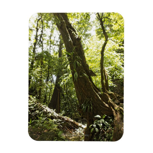 rainforest view, Dominica Magnet (Vertical)