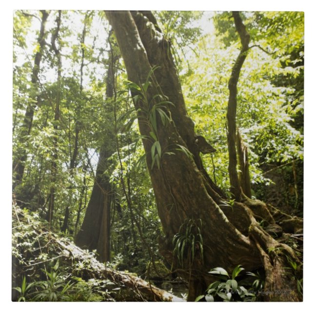 rainforest view, Dominica Tile (Front)