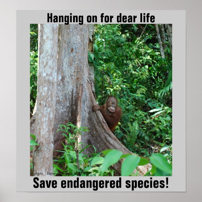 Rainforest Wildlife Poster (Front)