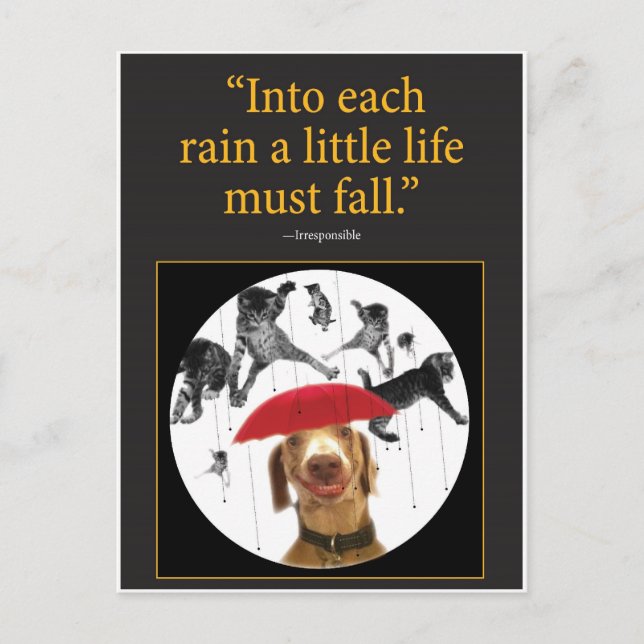 Raining Cats! Postcard (Front)