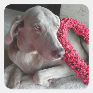 Rain's Love Sticker - Weimaraner Dog