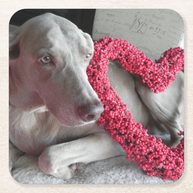 Rain's Love - Weimaraner Dog Paper Coaster (Front)
