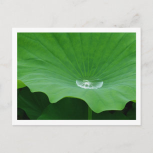 Rainwater on a Lotus Leaf: Japan Postcard