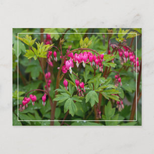 Rainy Day Bleeding Hearts Postcard