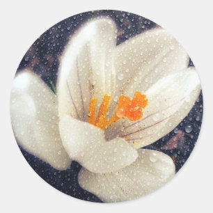 Rainy Day Crocus Classic Round Sticker