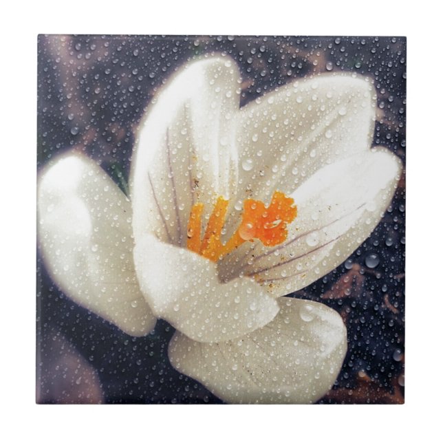 Rainy Day Crocus Flower Tile (Front)