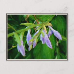 rainy day garden postcard