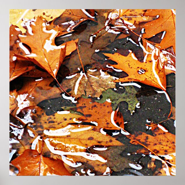 Rainy Day Leaves Poster (Front)