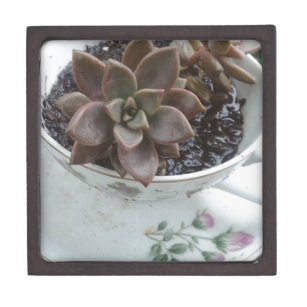Rainy Day Succulents in a VIntage Teacup Jewellery Box
