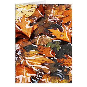 Rainy Fall Leaves