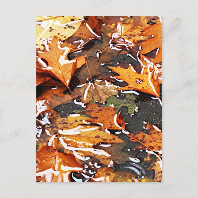 Rainy Fall Leaves Postcard (Front)