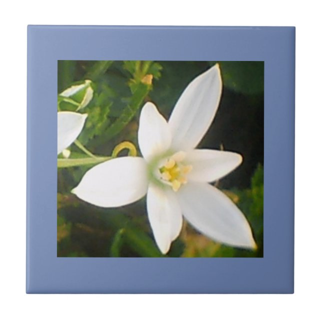 Rainy Spring White Flowering Ceramic Tile (Front)