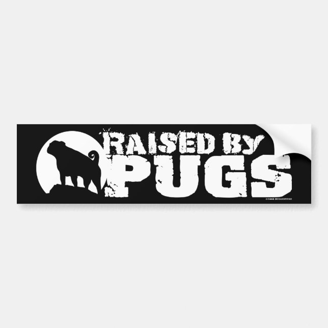 RAISED BY PUGS black bumper sticker (Front)