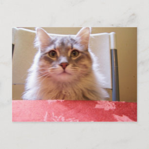 Raisin adventures Postcard