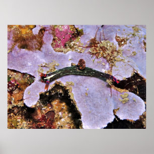 Raja Ampat Nudi Poster