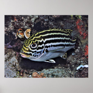 Raja Ampat Sweetlips Poster