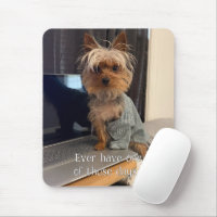 Ralphie the Teacup Yorkie One of Those Days