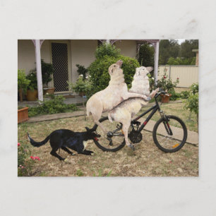 Ram and Ewe Postcard