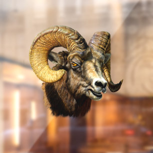 Ram Bighorn Sheep Wild Nature
