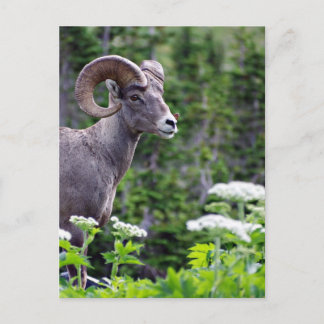 Ram in a Field Postcard