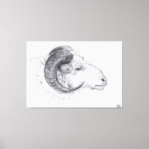Ram - Original Drawing - Canvas Print