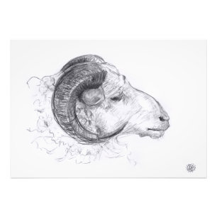 Ram - Original Drawing - Photo print