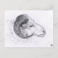 Ram Original Drawing Postcard