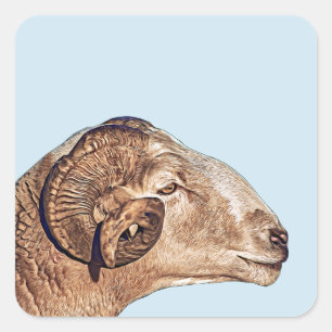 Ram Sheep Face Farm Animal nature wildlife Art Square Sticker