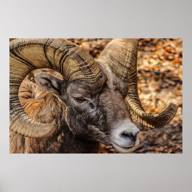 Ram Sheep Mountain Nature Wall Poster (Front)