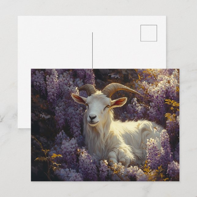 Ram Sleeping in Wisteria Flowers Postcard (Front/Back)