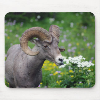 Ram - Smelling the Flowers Mouse Pad