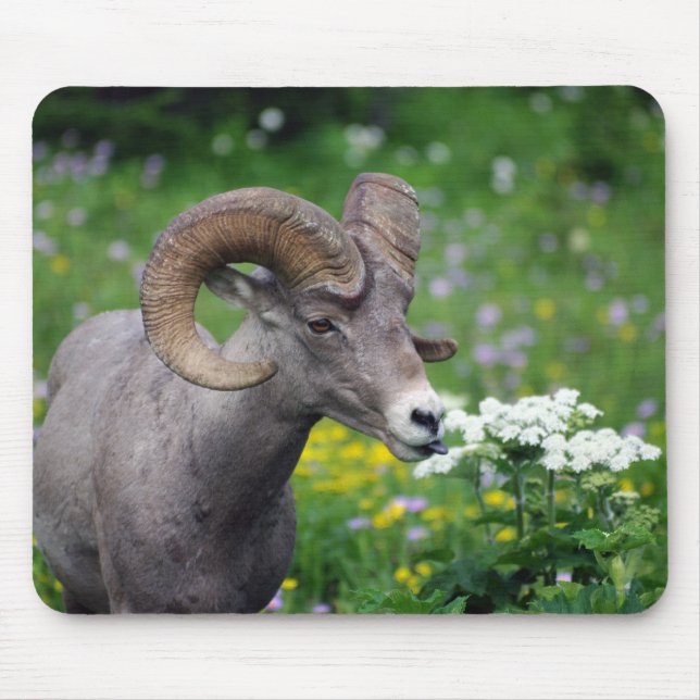 Ram - Smelling the Flowers Mouse Pad (Front)