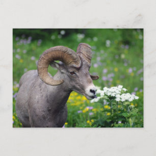 Ram - Smelling the Flowers Postcard