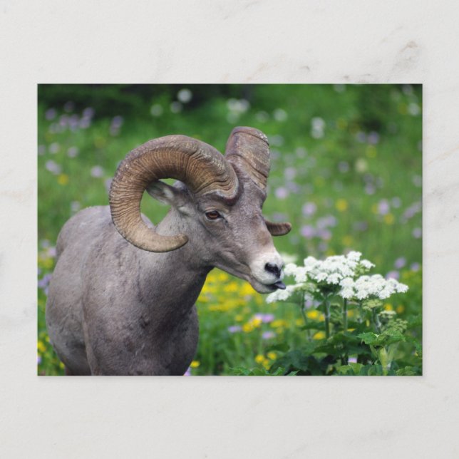 Ram - Smelling the Flowers Postcard (Front)