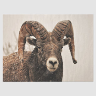 Ram Tissue Paper