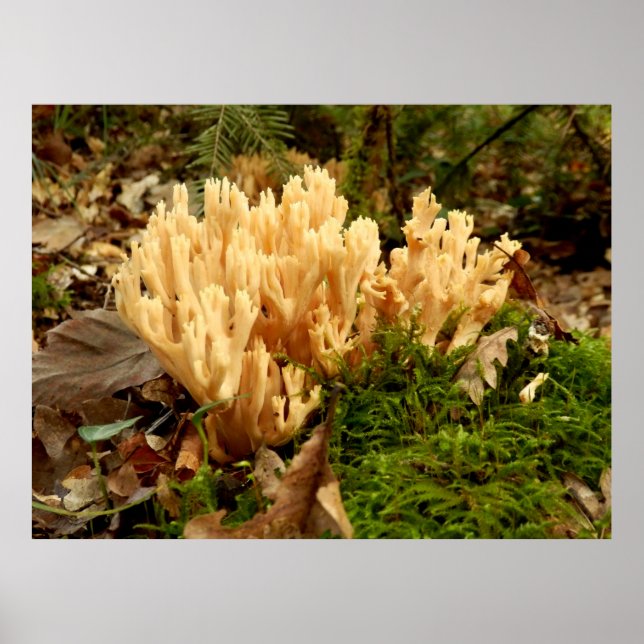 Ramaria stricta Fungi Poster (Front)