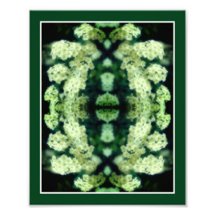 Rambling Wild White Roses Mirror Abstract 8x10 Photo Print