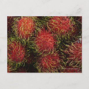 Rambutan Postcard
