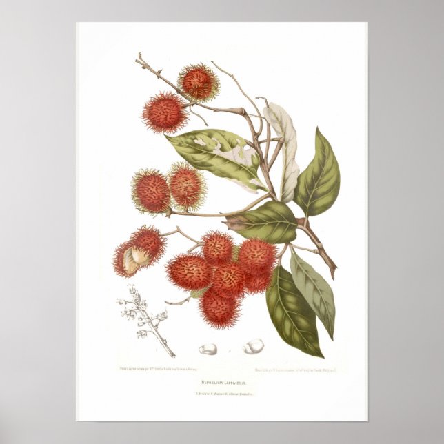 Rambutan Poster (Front)